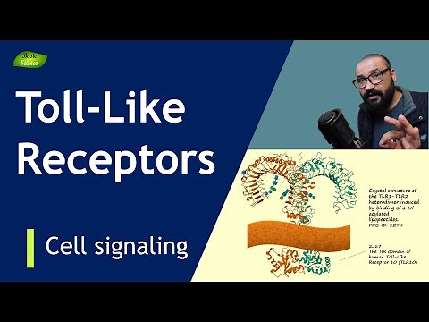 Toll-like receptors | Structure and Function | Types | PRRs| Immunity | Basic Science Series