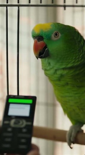 This Parrot Has ZERO Filter 😂 | Funny Talking Parrot Shorts