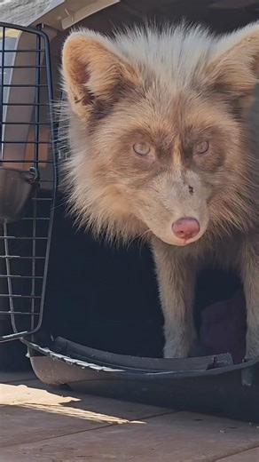 Foxes in fur farm cages versus our foxes getting rescued to big play runs ❤️ | Saveafox Corporation
