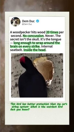Why Woodpeckers NEVER Get Concussions! 🐦 #nature #wildlife #science