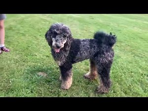 Onyx, the blue merle poodle
