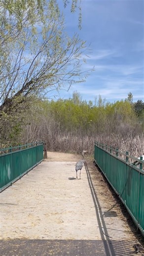 106K views · 636 reactions | Hyatt Hidden Lakes Reserve is a special...