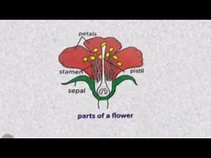 Learn Parts of Flower NCERT Class 4