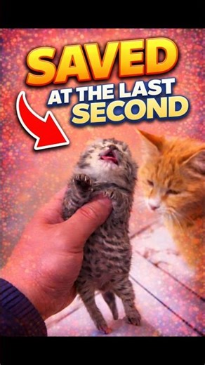 The Most Emotional Kitten Rescue You’ll See Today🙀❤️