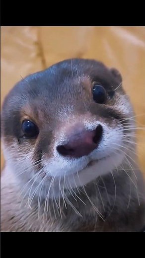 The Pregnant Otter Who Chose the Right Human ❤️🦦 | Heartwarming Wildlife Story
