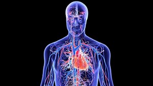 「ヒト循環器系心臓解剖医学アニメーション。3D」の動画素材（ロイヤリティフリー）1097556253 | Shutterstock