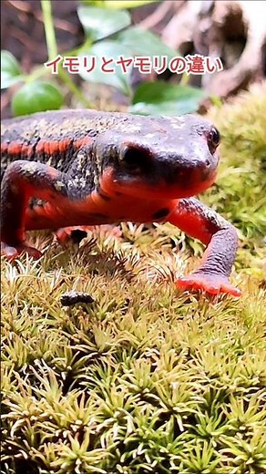 【イモリ】イモリとヤモリの違い#オキナワシリケンイモリ