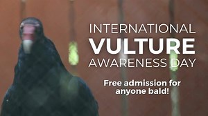 Join us on Saturday, September 6, for a celebration of nature's clean-up crew: vultures! This family-friendly event features unique programs, shows, and activities to help visitors of all ages fall in love with vultures. Learn what makes these birds special and meet our ambassador vultures at this one-of-a-kind event. Bald is beautiful and bald is free! Anyone bald gets FREE admission. Event Schedule: 11:00 AM - Meet a Raptor: Learn what makes raptors unique in this seated educational program wi