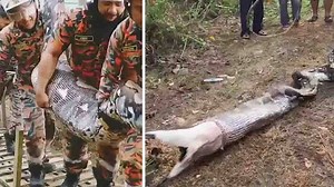 Python spuckt komplette Ziege aus