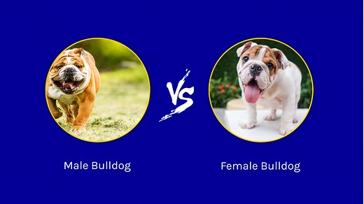 Male Bulldog vs. Female Bulldog : 4 Key Differences Explained
