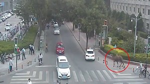A camel was spotted running in the streets of downtown Langfang City, north China's Hebei Province during evening rush hour on August 1. Traffic police cars followed the animal, with officers calling on pedestrians to not block the way of the camel so no one will get hurt. | CGTN
