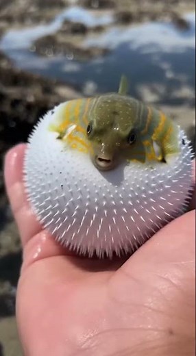 Amazing Pufferfish Transformation #shorts #viral #pufferfish #fish
