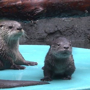 17M views · 329K reactions | When otter moms teach their babies how to swim, the world wins. Happy World Teacher Day! | Oregon Zoo | Facebook