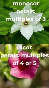 Monocots vs. Dicots: A Complete Guide for Gardeners