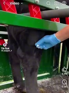 This is how a cow cyst is removed 🔆🔆