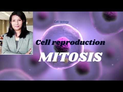 Mitosis/ Cell Reproduction/ Biology