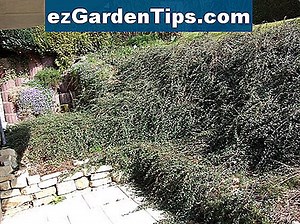 Wie man für Cotoneaster plant & pflegt 🌱 Tipps Gärtner - De.ezGardenTips.com