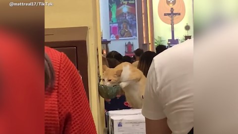 Cat Drinks Holy Water