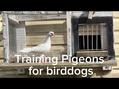 Training Pigeons for birddogs