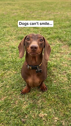 Always smiling 😀😀😀 #dachshund #smile #happydog #doglife #sausagedog | Halla