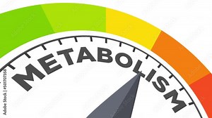 metabolism level measuring device animation.zoom effect.Infographic gauge, tachometer, speedometer.