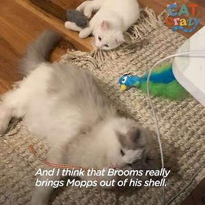 98K views · 308 reactions | When your cat's an only child — then you get a second cat  | Pets Life | Facebook