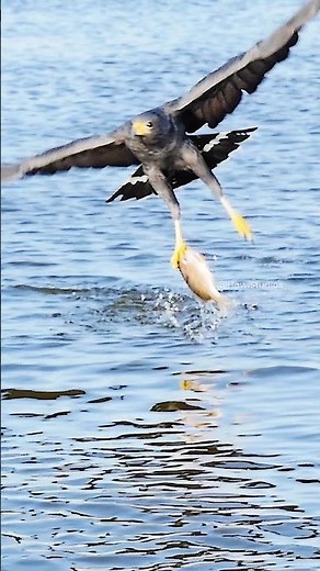 Black Hawk catching fish from water Wincent 8UIT9 #bird #nature #wildlife