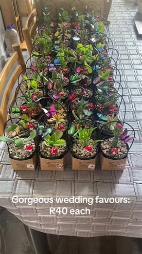 Living, growing, gorgeous favours! Price range: R40-R200 each… Contact me in instagram to placd your order ♥️♥️♥️