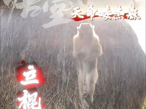 恭迎天命喽jason！立棍式和金箍棒好强啊杰森！