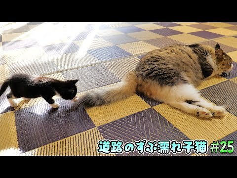 A soaking wet kitten rescued from the road part25