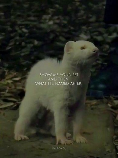 may i introduce: my ferret draco