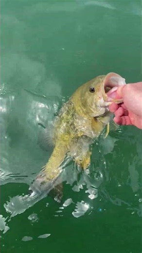 Underrated Smallmouth Lure! | Venom Lures 4” Tube #fishing #smallmouth #bassfishing #smallies