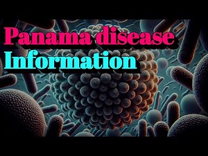 Panama disease Information (🔬Plant diseases)
