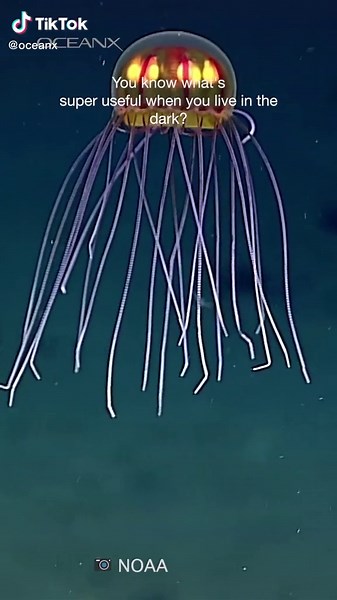 Understanding Luciferin: The Light-Producing Compound in Bioluminescent Animals