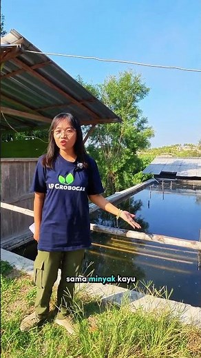 Fungsi Penting Kolam air dalam Proses Penyulingan Minyak Kayu Putih!