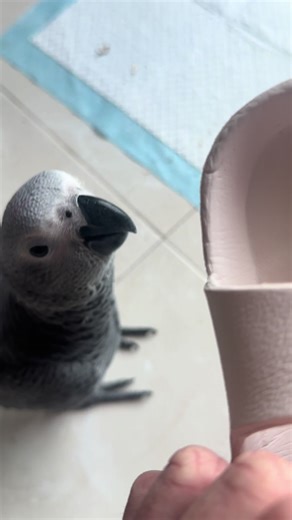 Sassy Baby Parrot: A Day in the Life