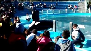 7.2K views · 92 reactions | Kshamenk the forgotten Orca in captivity....