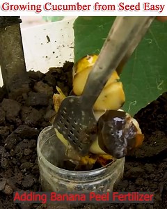 290K views · 1.5K reactions | Hi everyone, I am growing some veggies indoors because it is very chilly outside where I reside. The movie demonstrates my grow light-grown cucumber process from seed germination to the first fruit harvest. In regards to these plants bearing more fruit, I might do another video. | Small Vegetable Garden | Facebook