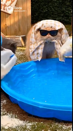 The Sloppy Cats install a swimming pool. 🐱 💦 #cat #catshorts #funnycats #meow
