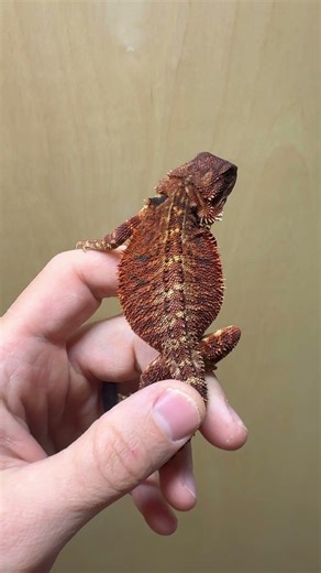 Red Monster genetic stripe double het male
