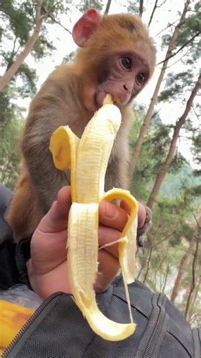 The Joy of Eating Bananas with Monkeys
