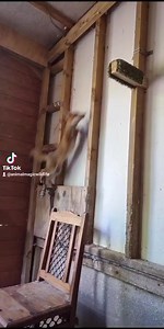 3.7K views · 298 reactions | Animal Magic bootcamp training is suiting Finbar. He is getting stronger everyday力 | Animal Magic Wildlife Displays | Facebook