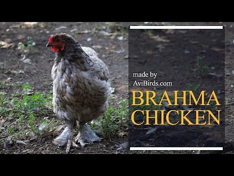 Brahma Chicken