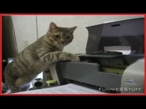 The Best of Cats vs. Printers Compilation