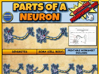 Parts Of A Neuron Powerpoint: Nervous System + Quiz + Printable Worksheet | Teaching Resources