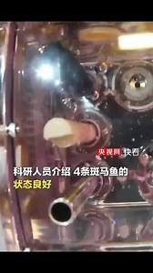 3.2K views · 23 reactions | The four zebrafish kept on China's Tiangong space station, which is orbiting about 400 km above Earth, are currently in good condition, experts from the Chinese Academy of Sciences said Sunday. #ChinaTech | China News 中国新闻网 | Facebook