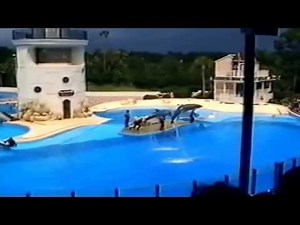 Old SeaWorld Orlando footage 1994