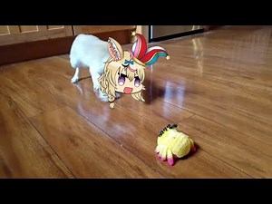 Random polka fennec fox | Animal hololive