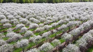 The cherry blossoms are in full bloom! 🌸 It's the perfect time to roll down the windows and cruise around Door County 😎 | Sister Bay - Door County, Wisconsin