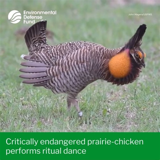 1.8K views · 55 reactions | Spring has sprung, and Attwater's...